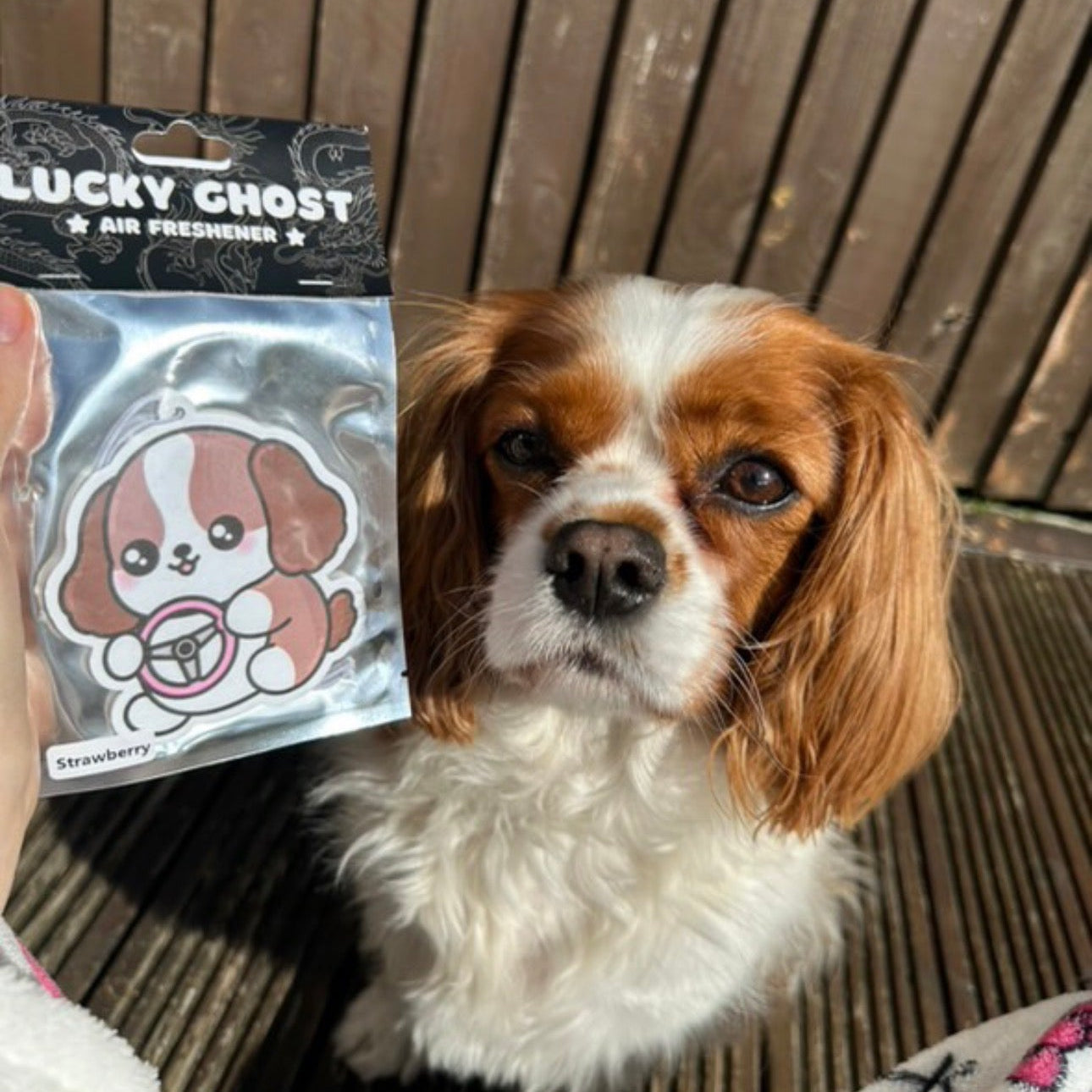 Dog sitting next to a 'Lucky Ghost' air freshener packaging